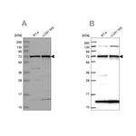 KLC2 Antibody in Western Blot (WB)