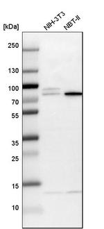 KLC2 Antibody in Western Blot (WB)