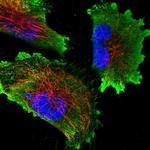 N6AMT2 Antibody in Immunocytochemistry (ICC/IF)