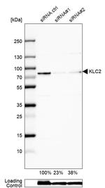 KLC2 Antibody