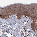 MICALCL Antibody in Immunohistochemistry (Paraffin) (IHC (P))