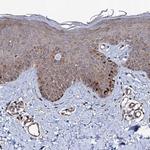 FAM96A Antibody in Immunohistochemistry (IHC)