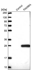 FAM96A Antibody in Western Blot (WB)