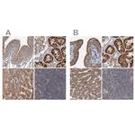 CEP68 Antibody in Immunohistochemistry (IHC)