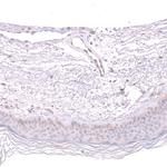 Kindlin 2 Antibody in Immunohistochemistry (Paraffin) (IHC (P))