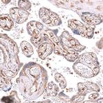 Kindlin 2 Antibody in Immunohistochemistry (Paraffin) (IHC (P))