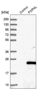 FOPNL Antibody in Western Blot (WB)