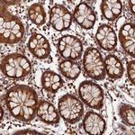 Heme oxygenase 2 Antibody in Immunohistochemistry (Paraffin) (IHC (P))