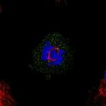 MED20 Antibody in Immunocytochemistry (ICC/IF)