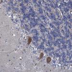 QPCTL Antibody in Immunohistochemistry (Paraffin) (IHC (P))