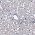 QPCTL Antibody in Immunohistochemistry (Paraffin) (IHC (P))