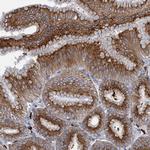 QPCTL Antibody in Immunohistochemistry (Paraffin) (IHC (P))