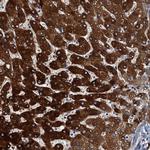 ZC3H7A Antibody in Immunohistochemistry (Paraffin) (IHC (P))