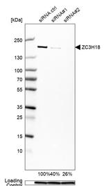 ZC3H18 Antibody