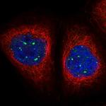 MED19 Antibody in Immunocytochemistry (ICC/IF)