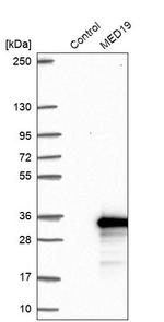 MED19 Antibody in Western Blot (WB)