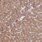 eIF6 Antibody in Immunohistochemistry (Paraffin) (IHC (P))