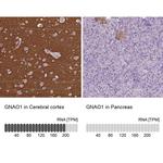 GNAO1 Antibody in Immunohistochemistry (IHC)