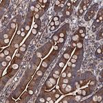 COG4 Antibody in Immunohistochemistry (Paraffin) (IHC (P))