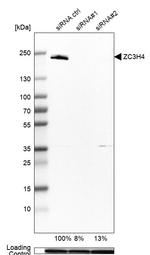 ZC3H4 Antibody