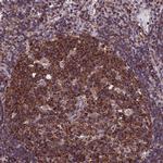 SLC9A5 Antibody in Immunohistochemistry (IHC)