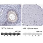 AgRP Antibody in Immunohistochemistry (Paraffin) (IHC (P))