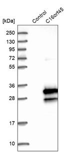 CP045 Antibody in Western Blot (WB)