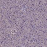 MCAF2 Antibody in Immunohistochemistry (IHC)