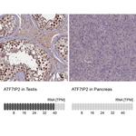 MCAF2 Antibody