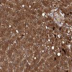 Viperin Antibody in Immunohistochemistry (Paraffin) (IHC (P))