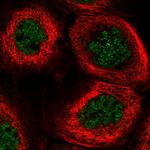 GINS3 Antibody in Immunocytochemistry (ICC/IF)