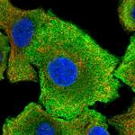 OAS3 Antibody in Immunocytochemistry (ICC/IF)