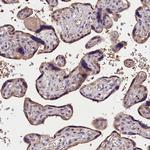 OAS3 Antibody in Immunohistochemistry (Paraffin) (IHC (P))