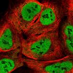 HnRNP Q Antibody in Immunocytochemistry (ICC/IF)