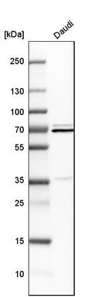 HnRNP Q Antibody in Western Blot (WB)