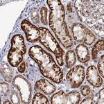 ZAR1L Antibody in Immunohistochemistry (Paraffin) (IHC (P))