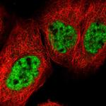 ZC3H18 Antibody in Immunocytochemistry (ICC/IF)