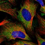 KARS Antibody in Immunocytochemistry (ICC/IF)