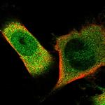 OAS3 Antibody in Immunocytochemistry (ICC/IF)