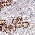 OAS3 Antibody in Immunohistochemistry (Paraffin) (IHC (P))