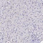 OAS3 Antibody in Immunohistochemistry (Paraffin) (IHC (P))