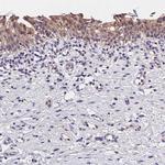 OAS3 Antibody in Immunohistochemistry (Paraffin) (IHC (P))