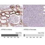 ATP Synthase O Antibody in Immunohistochemistry (IHC)