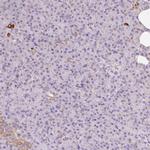 ATP Synthase O Antibody in Immunohistochemistry (IHC)