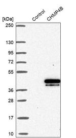 CHMP4B Antibody in Western Blot (WB)