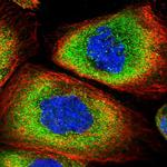 SNRPD2 Antibody in Immunocytochemistry (ICC/IF)