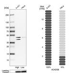 SBCAD Antibody in Western Blot (WB)