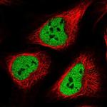 POLR3E Antibody in Immunocytochemistry (ICC/IF)