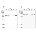 POLR3E Antibody in Western Blot (WB)