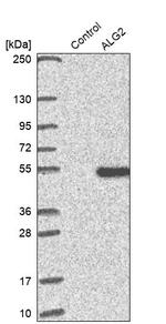 ALG2 Antibody in Western Blot (WB)